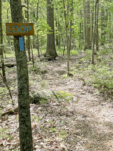 blue trail in May at Balsam Trail in northeast MA