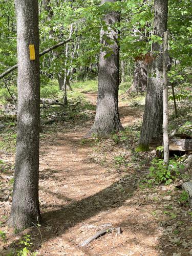 trail in May at Balsam Trail in northeast MA