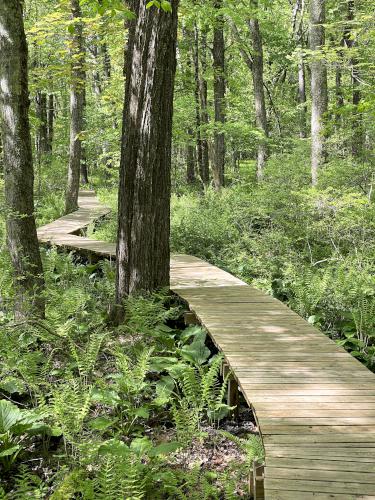 boardwalk in May at Balsam Trail in northeast MA