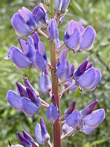 Garden Lupine (Lupinus polyphyllus) in September on Bar Island near Acadia National Park in Maine