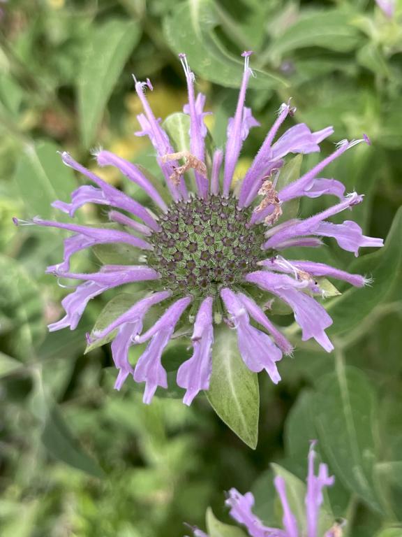 Wild Bergamot (Monarda fistulosa) in July at Bartholomew's Cobble in southwestern Massachusetts