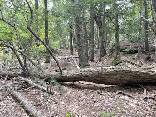 pretty woods in August between Middle and South Peaks of Bauneg Beg Mountain in southwest Maine