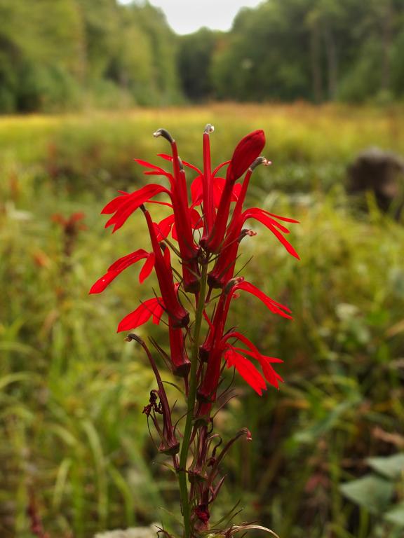 Cardinal Flowers (Lobelia cardinalis) in bloom in August at Beaver Brook in southern New Hampshire