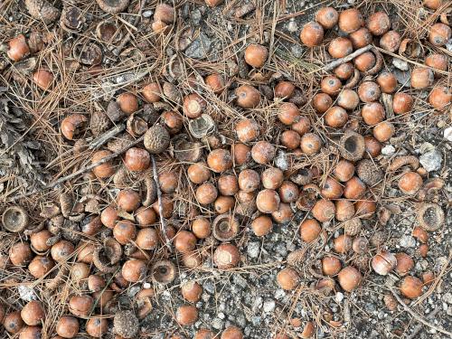 acorns in November on the Bedford Heritage Trail near Bedford in southern NH