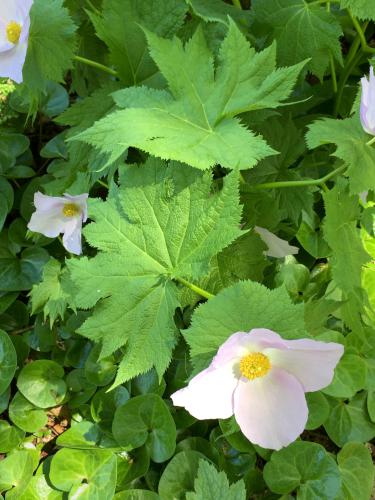 flower in May at Bedrock Gardens in southeast New Hampshire