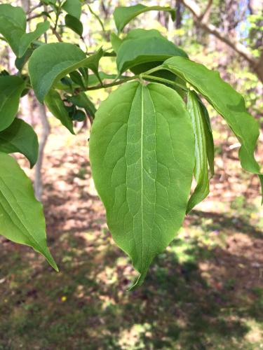 Seven Sons tree (Heptacodium miconioides) in May at Bedrock Gardens in southeast New Hampshire