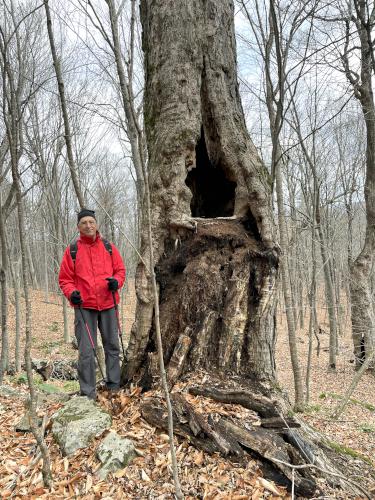 Fred in November beside a big tree on Beech Hill near Andover in southern NH