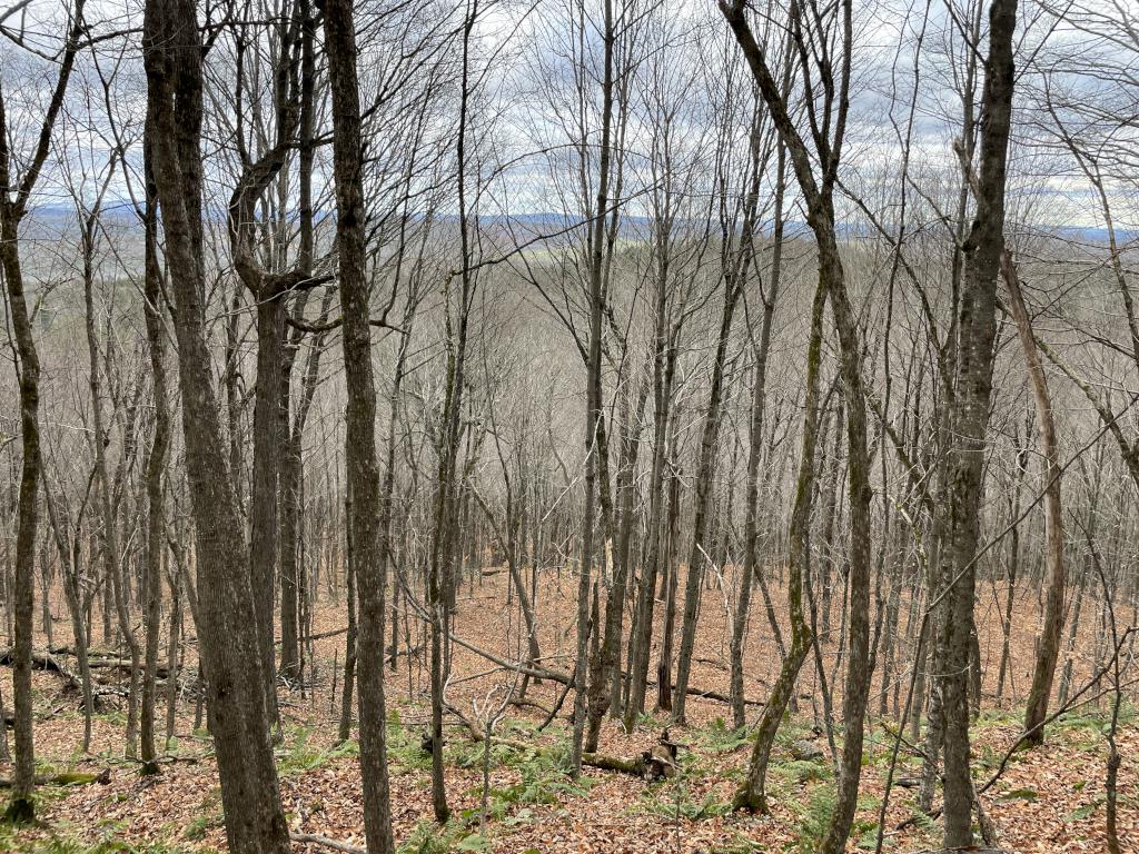 woods in November at Beech Hill near Andover in southern NH