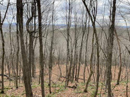 woods in November at Beech Hill near Andover in southern NH