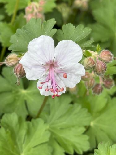 flower in May at Benson Park in southern NH