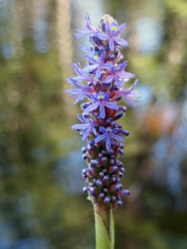 Pickerel Weed (Pontederia cordata) at Betsey Dodge Conservation Area in southern New Hampshire