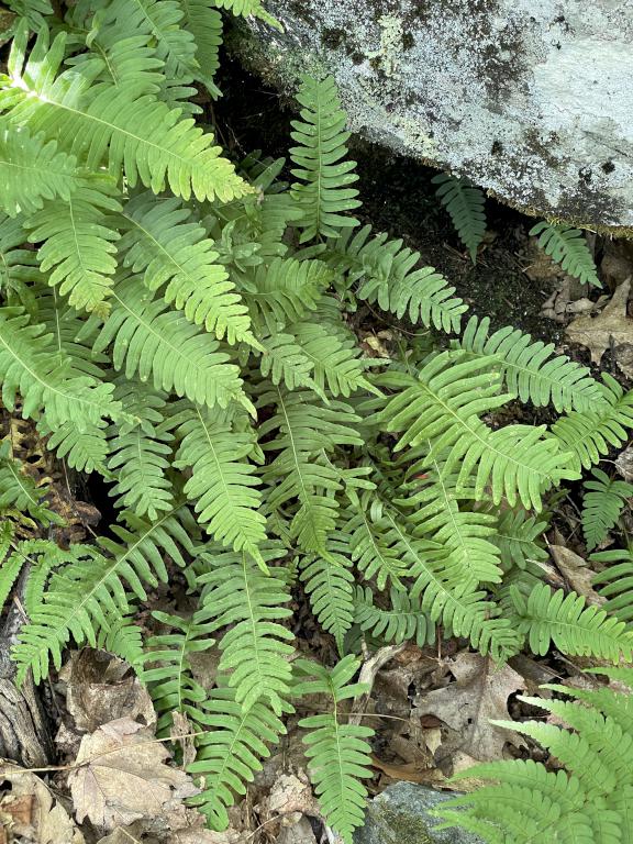 Common Polypody in September at Bird Mountain in southern Vermont