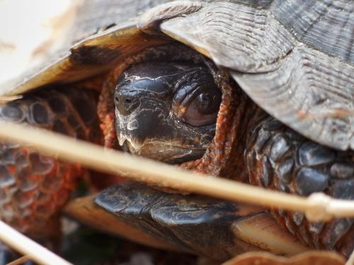 Wood Turtle (Glyptemys insculpta) in April at Bockes Forest in southern New Hampshire