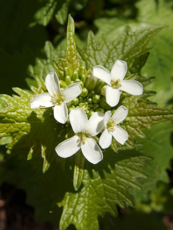 Garlic Mustard (Alliaria petiolata) in May at Bovenzi Park in northeast Massachusetts