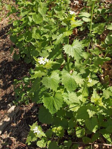 Garlic Mustard (Alliaria petiolata) in May at Bovenzi Park in northeast Massachusetts