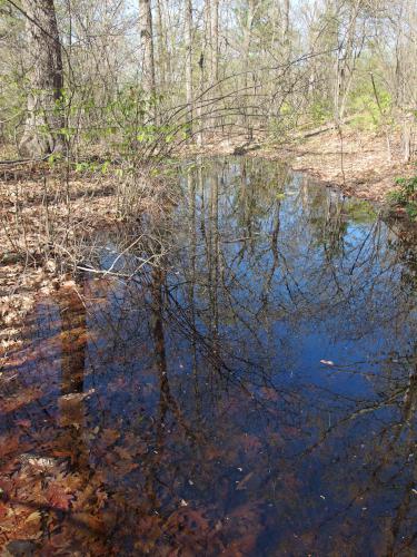 vernal pool in May at Bovenzi Park in northeast Massachusetts