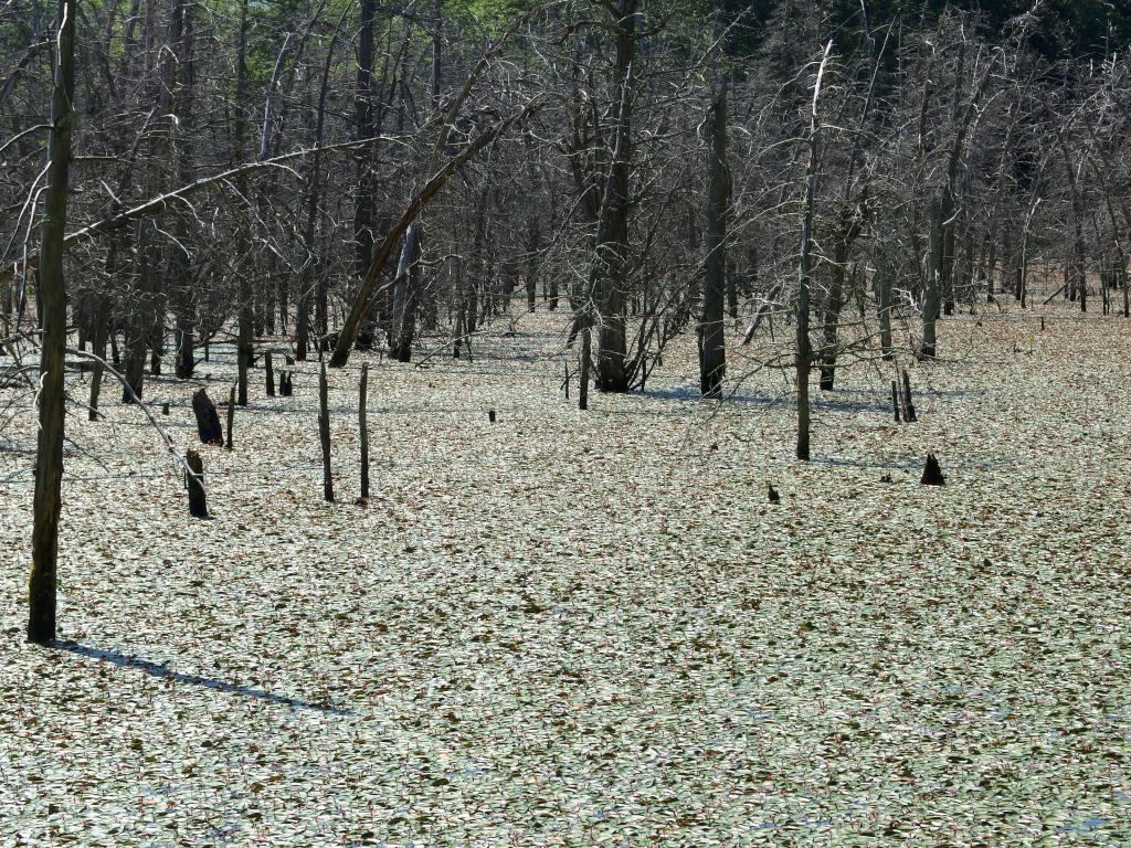 pond-lily covered swamp in July near Boxford State Forest in northeastern Massachusetts