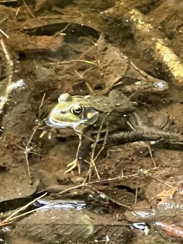 Green Frog (Rana clamitans) in July at Bradbury Mountain near Freeport in southwest Maine