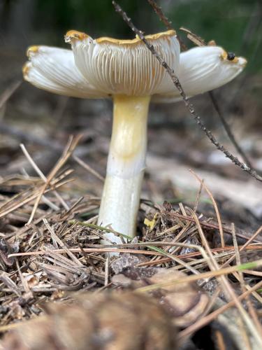 Golden Brittlegill (Russula flavipes) in July at Bradbury Mountain near Freeport in southwest Maine