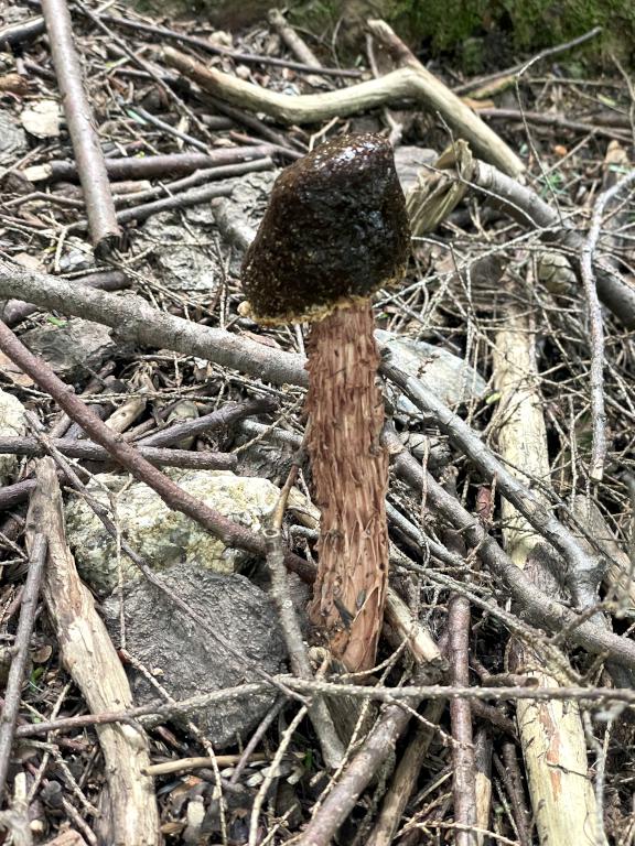 Russell's Bolete in July at Bradbury Mountain near Freeport in southwest Maine