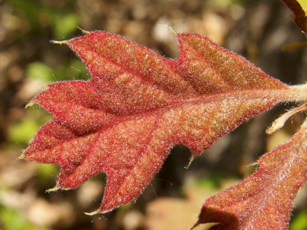 immature oak leaf in May at Broad Meadow Brook Wildlife Sanctuary in eastern Massachusetts