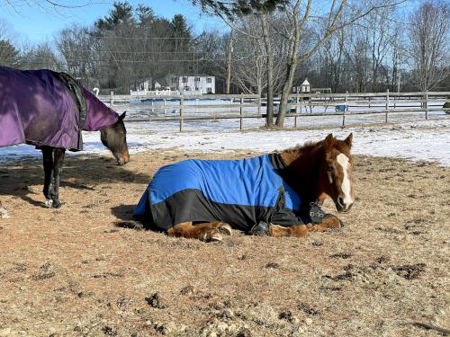 horses in January at Buck Meadow near Amherst in southern NH