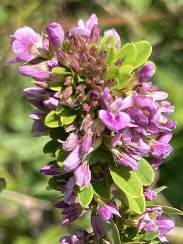 Violet Lespedeza (Lespedeza violacea) in August near Burns Hill in northeast MA