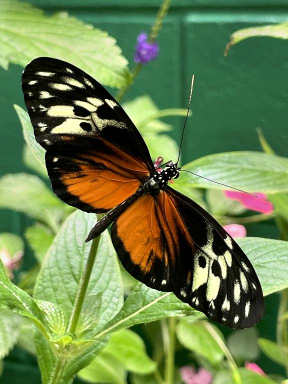 Tiger Longwing in August at the Butterfly Place in eastern Massachusetts