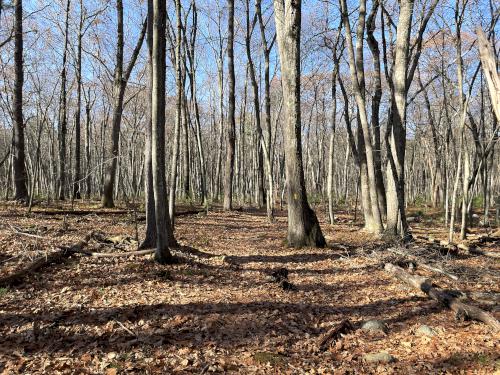 trail in November at Camp Acton in northeast MA