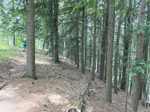 xxx in July at Camp Trail at Bear Brook State Park in southern NH
