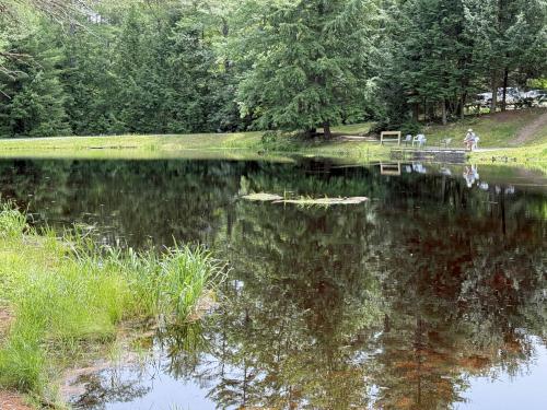 xxx in July at Camp Trail at Bear Brook State Park in southern NH