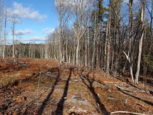 lumbered border at Carter Forest near Dublin in southern NH