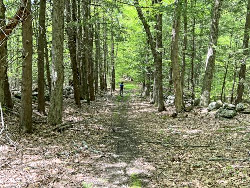 trail in May at Castor Pond in southern NH