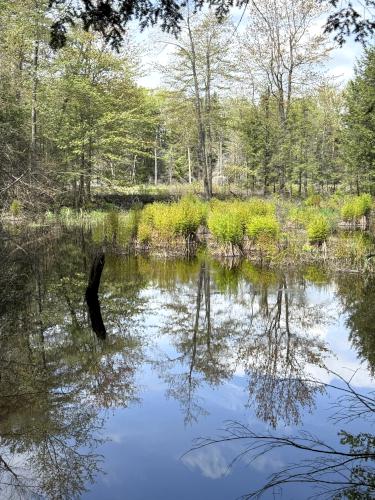 trail in May at Castor Pond in southern NH