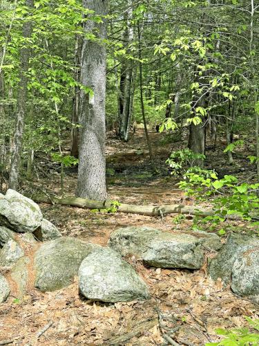 trail in May at Castor Pond in southern NH
