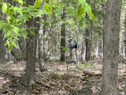 woods in May at Castor Pond in southern NH