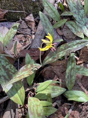 Trout Lily in May at Catalouchee Mountain North in New Hampshire