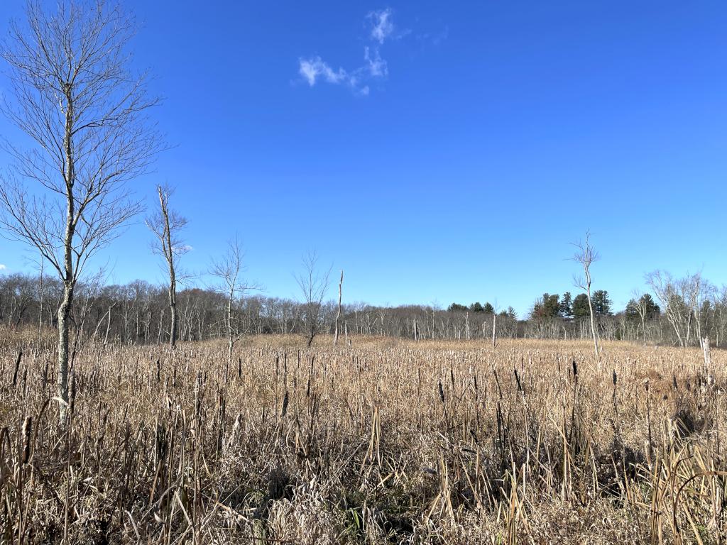 Crane Swamp in November near Cedar Hill in eastern MA