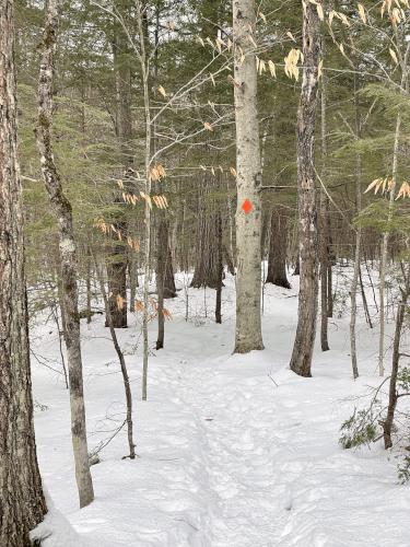 trail in January at Center Harbor Woods near Center Harbor in central New Hampshire