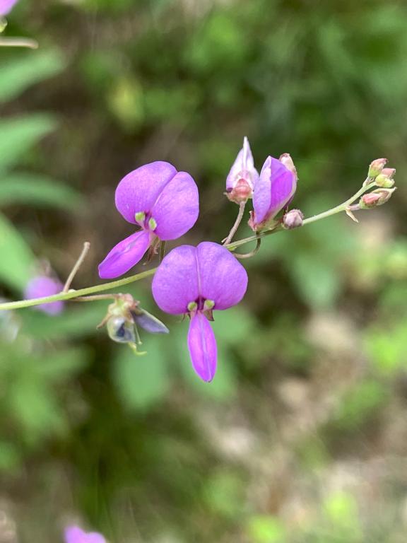 Panicled Tick-clover (Desmodium paniculatum) in August beside the Mass Central Rail Trail at Holden in eastern Massachusetts