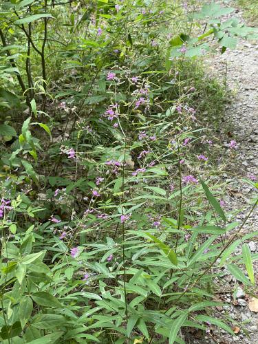 Panicled Tick-clover (Desmodium paniculatum) in August beside the Mass Central Rail Trail at Holden in eastern Massachusetts