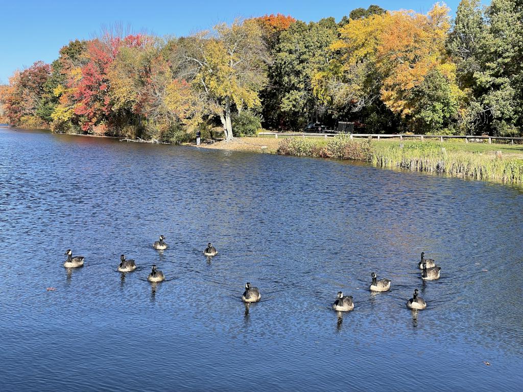 geese in October on Louisa Lake beside Upper Charles Rail Trail near Milford in eastern Massachusetts