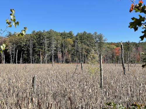 marsh in October beside the Upper Charles Rail Trail near Milford in eastern Massachusetts