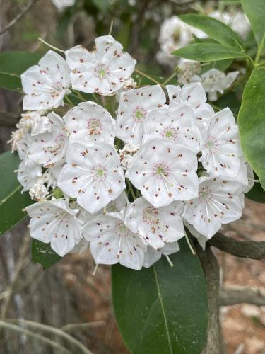 Mountain Laurel (Kalmia latifolia) in June at Purgatory Chasm in southern Massachusetts