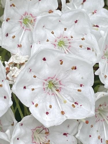 Mountain Laurel (Kalmia latifolia) in June at Purgatory Chasm in southern Massachusetts