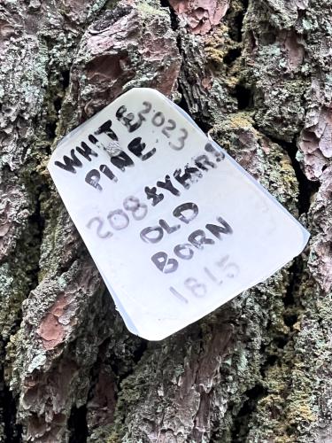 White Pine tree in July beside the Cider Mill Pond trail at Westford in northeast MA