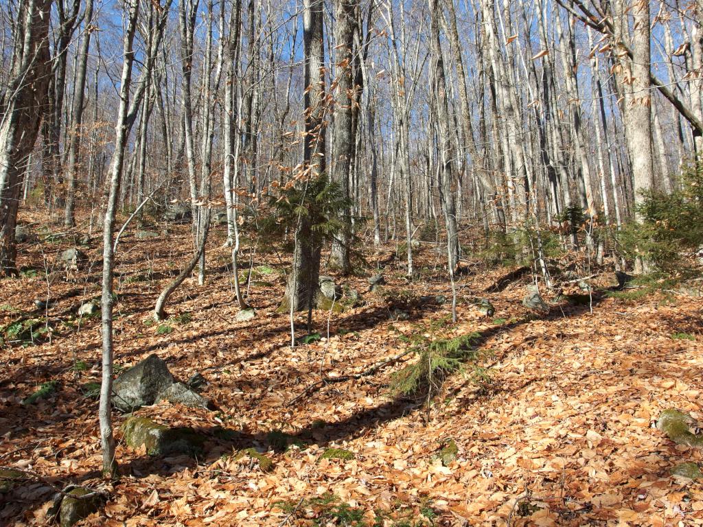 woods in late October on Cilley Northwest Mount in New Hampshire