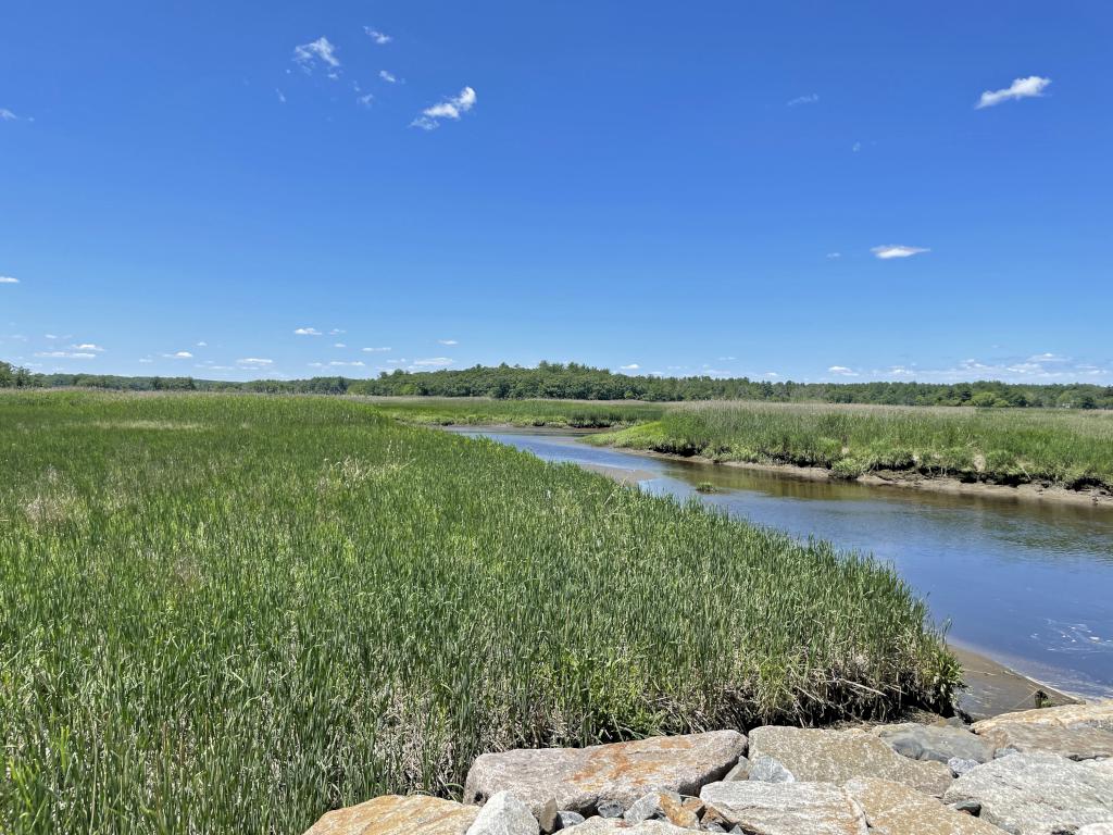 marsh in June beside the Marsh Trail near the Clipper City Trail at Newburyport in northeast Massachusetts