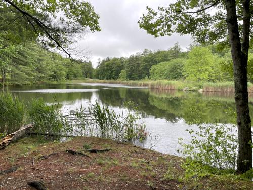 view in June at Clyde Pond Trails near Windham in southern NH