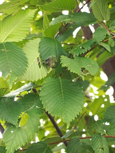 elm tree in September at Coastal Maine Botanical Gardens